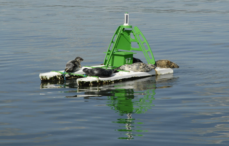 Inchcolm Seals - taking a break on a navigation buoy.