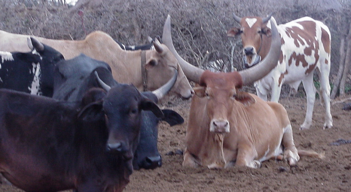 Long horned bull, sitting - Tanzania 